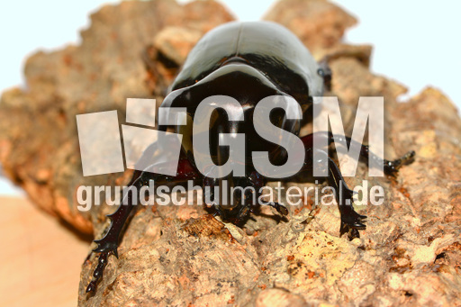 Dreihornkäfer (03).jpg